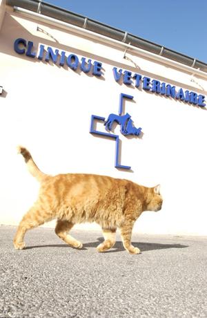 Façade clinique vétérinaire de Bellevue